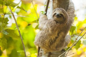 sloth on the tree