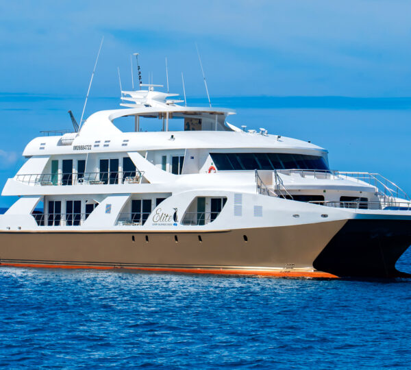 Elite Luxury Cruise - Golden Galapagos