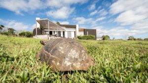 Giagantic tortoise - Montemar Villas