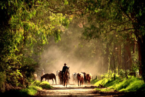 Jose bringing the horses to the Hacienda Zuleta