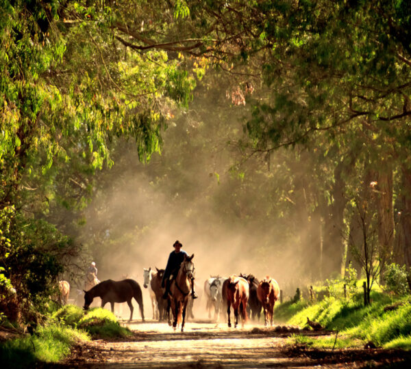 Jose bringing the horses to the Hacienda Zuleta