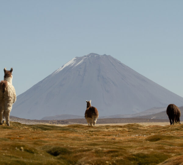 Llamas in Peru - Peru Empire DMC