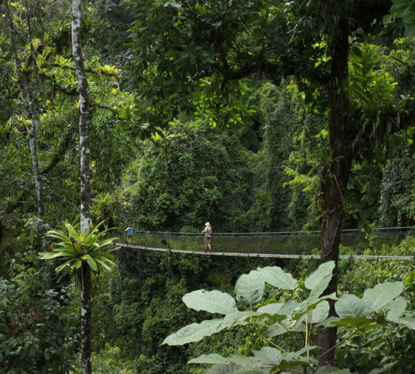 Photograph by Leo Chaves. Rainforest hanging bridge Costa Rica Sun Tours