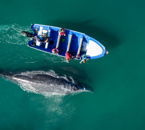 TOSEA - Whale watching Baja California Mexico