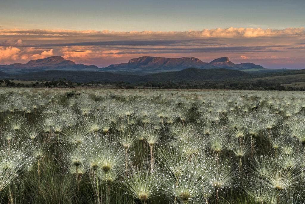 Campos de Sempre Vivas - Chapada dos Veadeiros - Parque Nacional da Chapada dos Veadeiros ao fundo, com destaque para o Morro da Baleia e Morro do Buracão Local: Alto Paraíso de Goiás - GO Data: 03/2017 Autor: Andre Dib