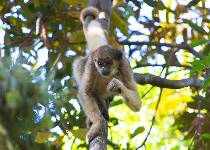 5.Muriqui