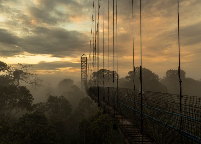 Canopy Walkway - Sacha Lodge, Ecuador