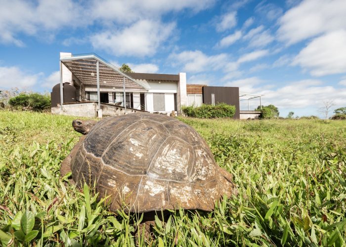 Giagantic tortoise - Montemar Villas