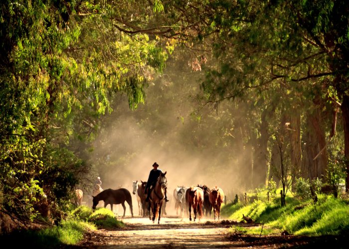 Jose bringing the horses to the Hacienda Zuleta