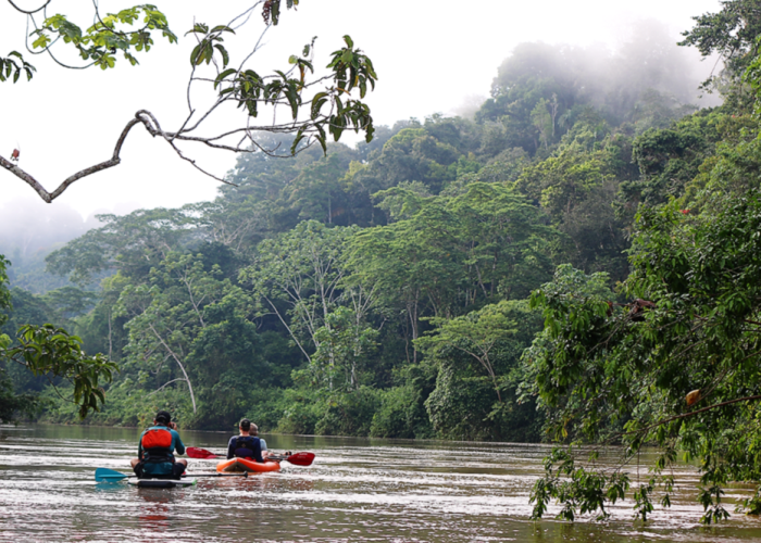 Kayak-jungle