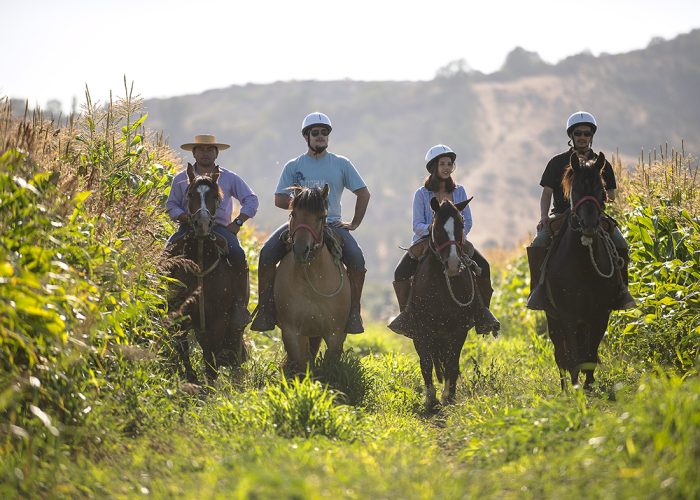 Matetoc Horseback riding corn (2)