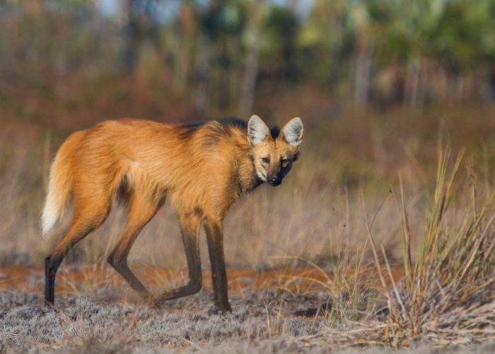 PTJ-Maned-Wolf-3