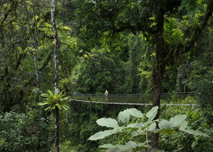 Photograph by Leo Chaves. Rainforest hanging bridge Costa Rica Sun Tours