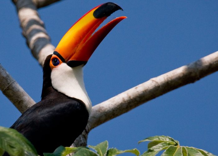Wildlife in Brazil - Rio Life DMC