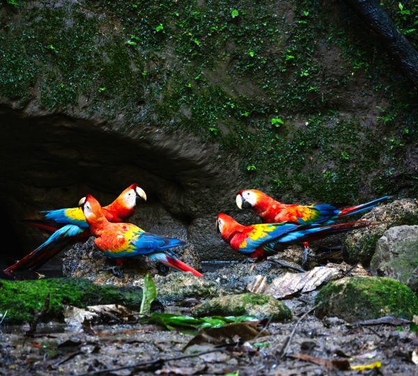 Scarlet-Macaws-copy