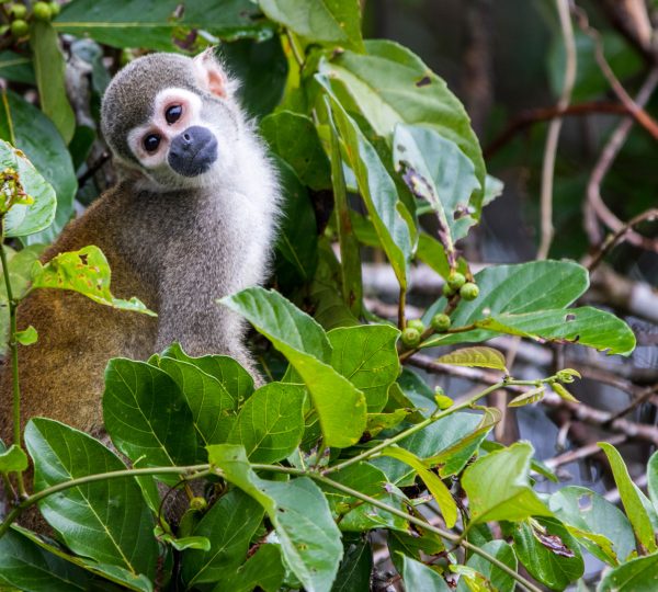 Squirrel_Monkey_Fauna_The_Most_Biodiverse_Place_On_Earth_Experiences_Anakonda_Amazon_Cruises