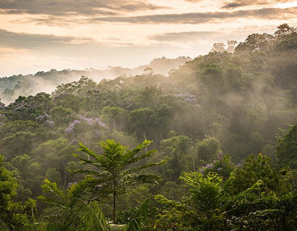 amazon-glamping-refuge-lodge-rainforest-view-1