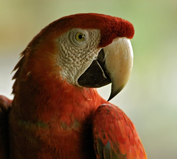 amazon-emotions-scalert-macaw