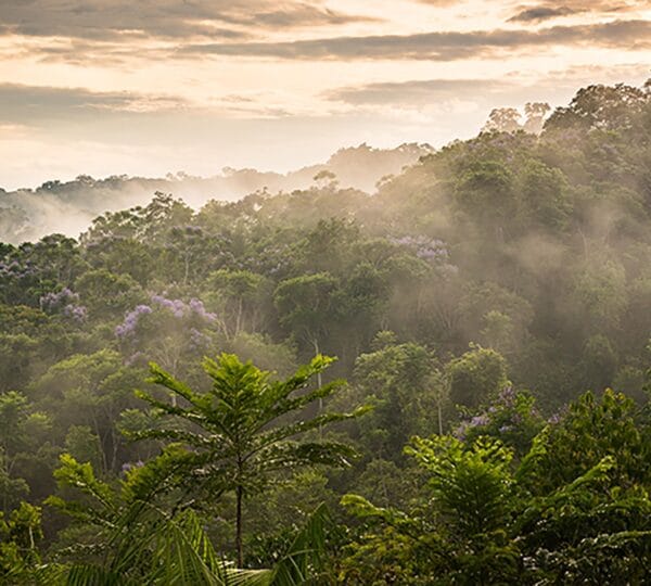 amazon_rainforest_highres