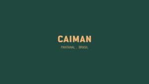 Caiman_Logotipo_4